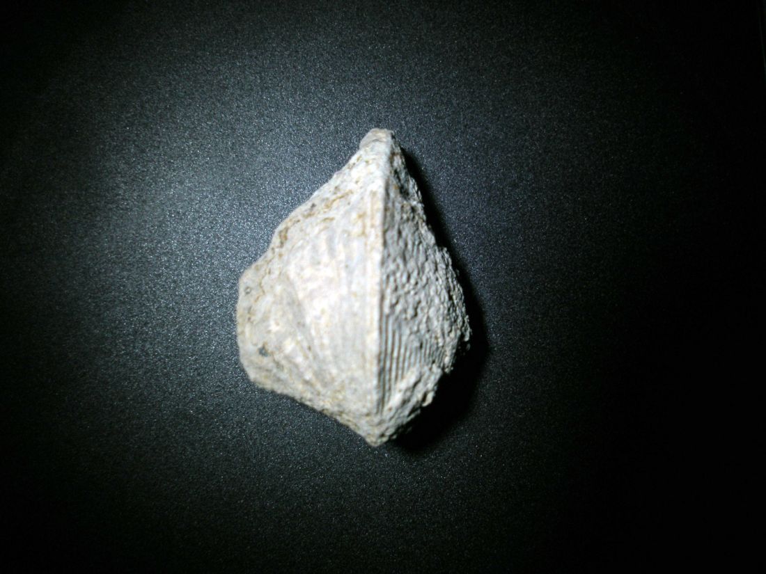 Avicularium carinatum (Bronn, 1831) Oligocene Castelgomberto